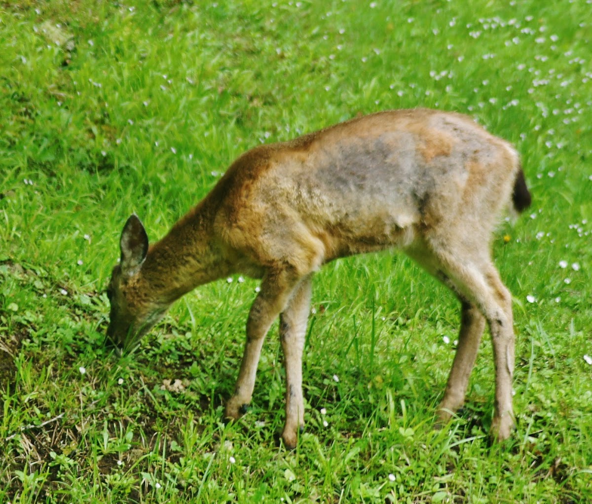 Columbian Black-tail deer