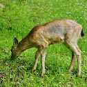 Columbian Black-tail deer