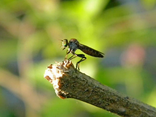 robber fly