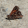 Wallengren's silver-spotted copper