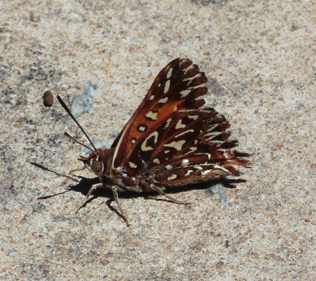 Wallengren's silver-spotted copper
