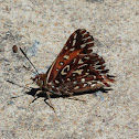 Wallengren's silver-spotted copper