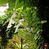 Laurel clock vine