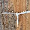 Goldenrod borer plum moth