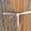 Goldenrod borer plum moth