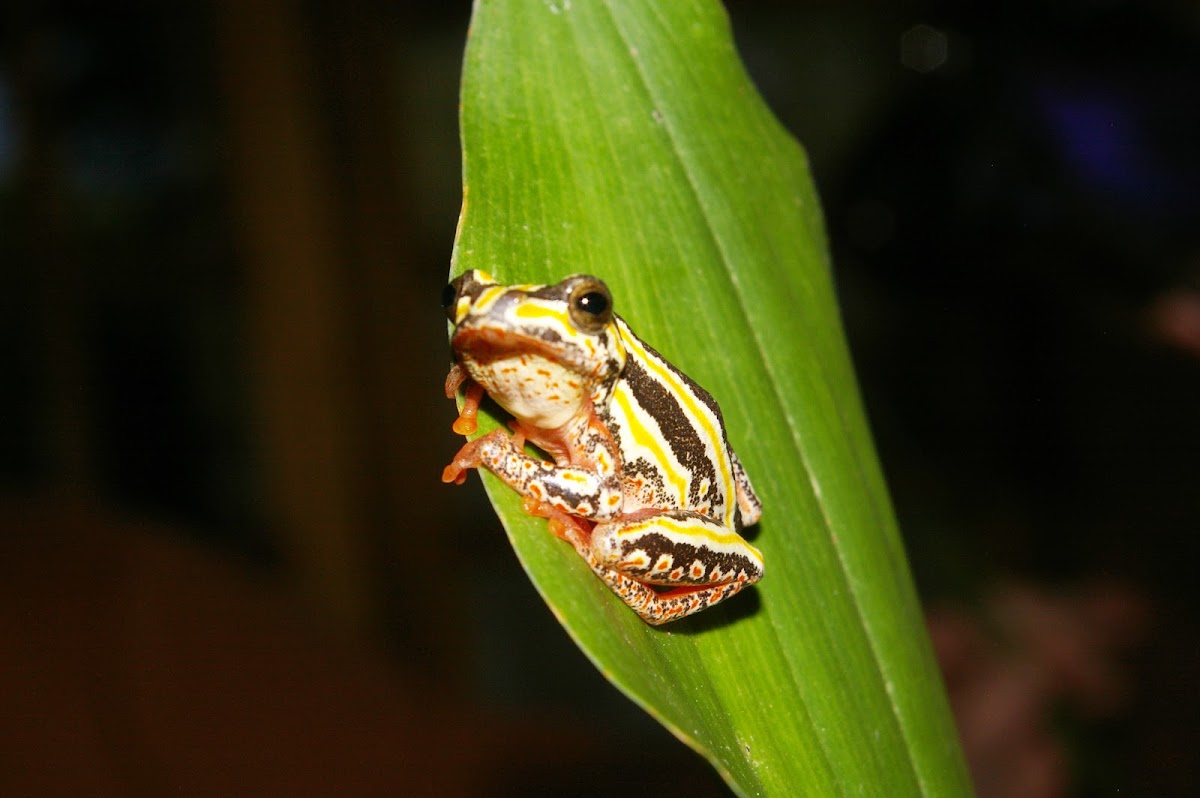 Marbled Reed Frog | Project Noah