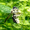 Eastern Carpenter Bee