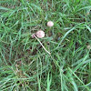 lawn mower's mushroom (Panaeolina foenisecii)