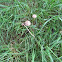 lawn mower's mushroom (Panaeolina foenisecii)