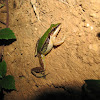 Red-eared Frog