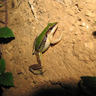 Red-eared Frog