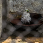 Brahminy kite