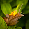 East African land snail