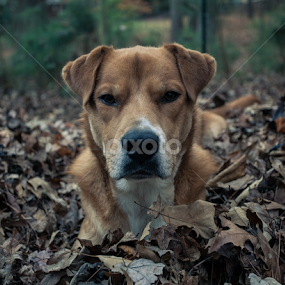Leave me alone by Dan Miller - Animals - Dogs Portraits