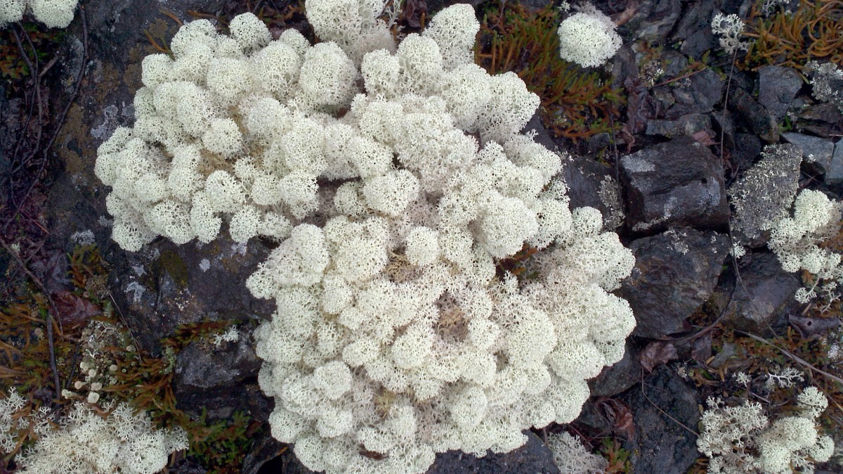 Star reindeer lichen