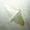 Satin Angel Moth