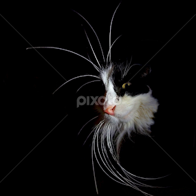 Devilishly beautiful. It is about me by Jurijs Ratanins - Instagram & Mobile Android