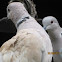  Eurasian Collared-Dove