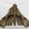 Faint-spotted Palthis Moth