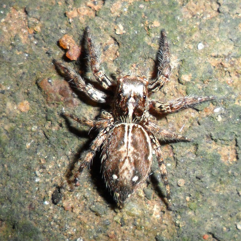Pantropical Jumping Spider (Female)