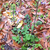 Lyre-leaf Sage