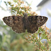 spreadwing skipper