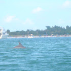 Atlantic bottlenose dolphin