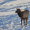 Elk (Young Male)
