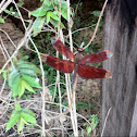Red grasshawk dragonfly