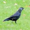 Jackdaw