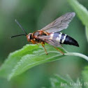 Eastern Cicada Killer wasp