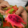 Pitaya Roja - Costa Rican Pitahaya - Dragon Fruit