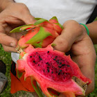 Pitaya Roja - Costa Rican Pitahaya - Dragon Fruit