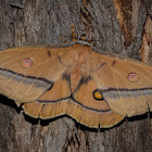 Helena gum-moth