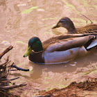 Mallard Duck (male & female)