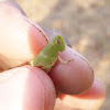 Green Grasshopper