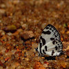 Banded Blue Pierrot