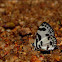 Banded Blue Pierrot