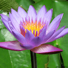 Blue Water lily