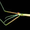 Thunberg’s Stick-insect
