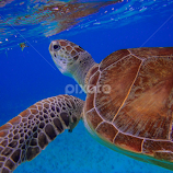 Sea Turtle by Donny Greenway -  