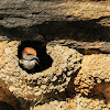 Streak-throated Swallow