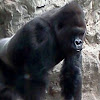 Silverback gorilla- male