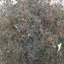 boxwood wintergreen