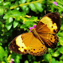 Rustic butterfly