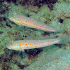 Maiden Goby