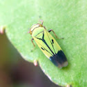 Green Rice Leafhopper