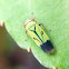 Green Rice Leafhopper
