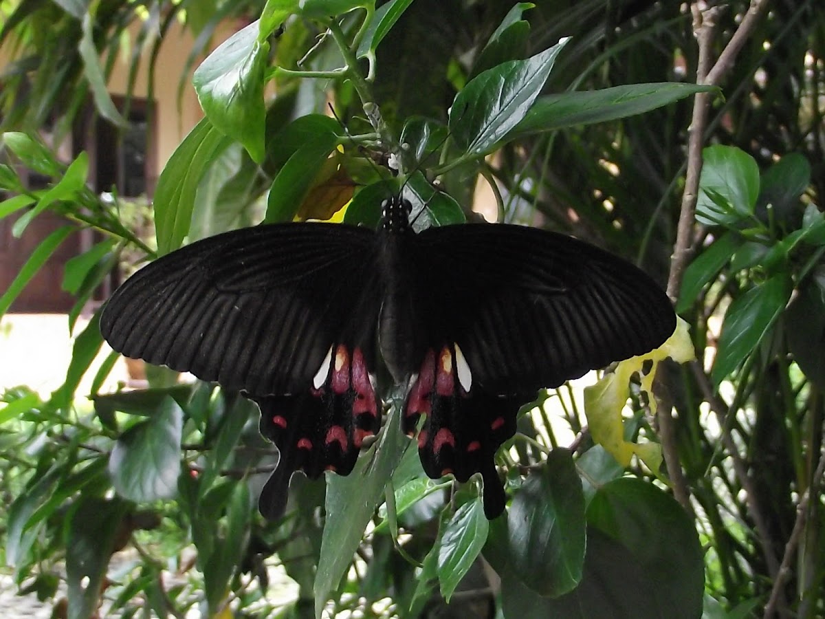 Common Mormon (Black Bodied Swallowtail)