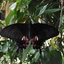Common Mormon (Black Bodied Swallowtail)